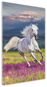 Üvegkép Fehér ló galopp osv-113343319