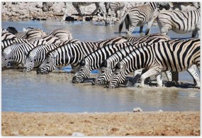 Plakátok 185x125 Zebrák egy víznyelőnél