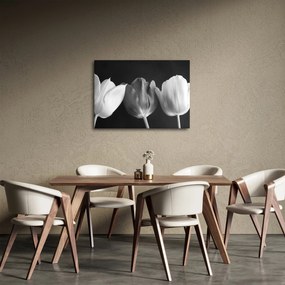 Kép - fekete-fehér tulipán virág (70x50 cm)