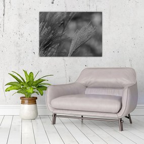 Kép - Szárított pampafű (70x50 cm)