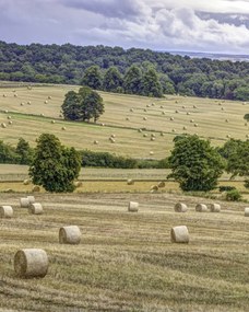 Poszter 40x50cm Szénakazalok a mezőkön, Assaf Frank