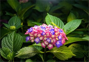 Fotótapéta flizelin Hortenzia rózsaszín-lila frissesség 254x184 +ragasztó