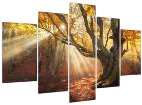 Kép - Őszi fény (150x105 cm)