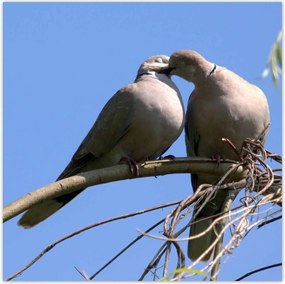 Poszterek 100x100 Szerelem Érzés Párkapcsolat