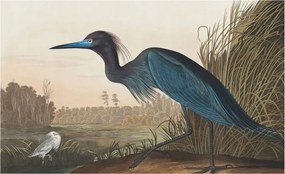 Flizelin tapéta Divatos 3D fali ragasztóval Vízparti madarak 416x254 Ragasztó