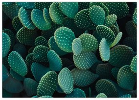 Üveg kép - Opuntia (70x50 cm)