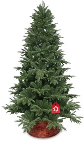 Kaukázusi jegenyefenyő 100 % 210 cm