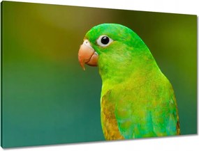Vászonkép 90x60 Papagájok Madarak