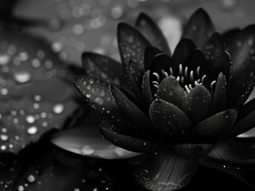 Poszter 20x15cm Lótusz fekete