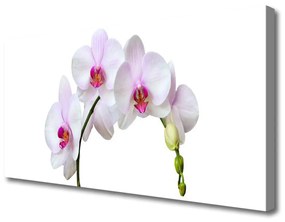 Vászonkép falra Orchidea Orchidea Virág 100x50 cm