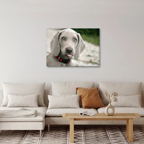 Kép - weimaraner kölyökkutya (70x50 cm)