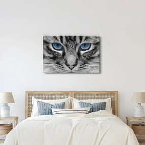 Macska képe (90x60 cm)