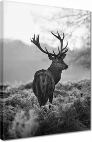 Vászonkép 30x40 Fekete-fehér szarvas