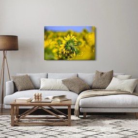 Napraforgó képe (90x60 cm)