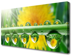 Vászonkép falra Stem Dew Drops Plant 100x50 cm