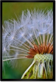 Poszterek keretben 40x60 Pitypang Virág Virágok