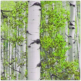 Poszterek 100x100 Tavaszi zöld