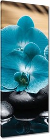 Vászonkép 40x100 Türkiz orchidea Virág