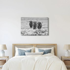 Kép - Skót tehenek, fekete-fehér (90x60 cm)