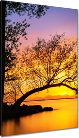 Vászonkép 80x120 Fák Naplemente