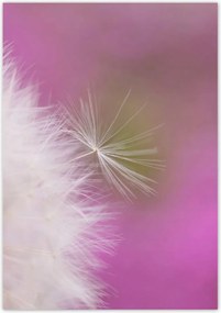 Poszterek 70x100 Pitypang Virág Virágok