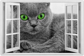 Poszter 60x40 Macska zöld szemekkel