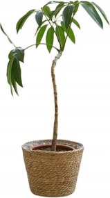 Shein Virágtartó Fedél Barna Klasszikus 2M