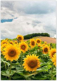Poszterek 70x100 Tájkép napraforgókkal