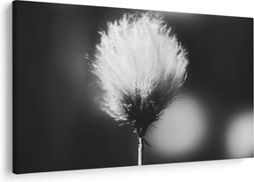 Kép - Fekete-fehér pamutfű (90x60 cm)