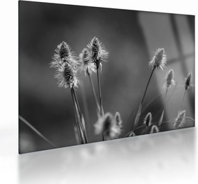 Üveg kép - Bézs színű puha fű N⁰2 (70x50 cm)