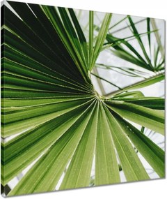 Vászonkép 50x50 Pálmalevél Levél