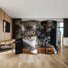 Paraván - Macska (210x170 cm)