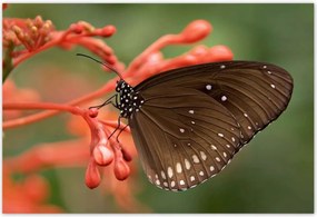 Poszterek 185x125 Barna pillangó
