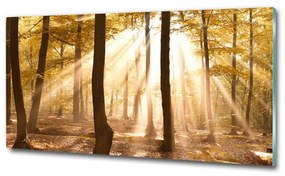 Üvegfotó Erdő ősszel osh-140215873