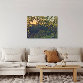 Kép - szőlőültetvény (70x50 cm)
