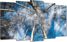 Festmények 100x60 Nyírfa