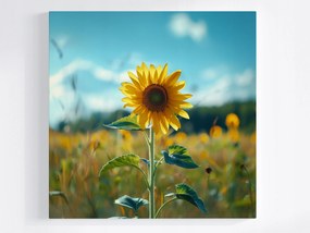 Vászonkép Canvas Napraforgó Virág Mező Rét Természet 80x80