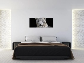 Kép - Snow Leopard (120x50 cm)