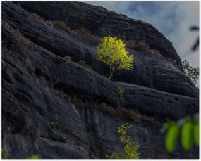 Poszterek 50x40 Fa Fák Kilátás