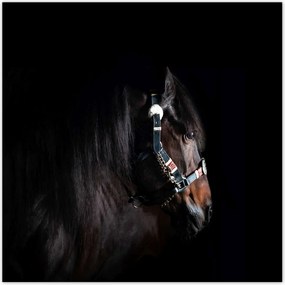 Poszterek 70x70 Ló ló fekete alapon