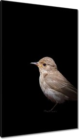 Vászonkép 80x120 Kis veréb madár