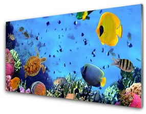 Üvegkép Coral Reef Halak Természet 100x50 cm 2 fogas