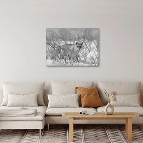 Kép - Róka, fekete, fehér (70x50 cm)