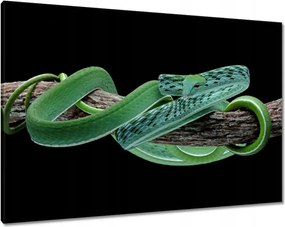 Vászonkép 100x70 Ahaitulla prés kígyó