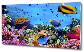 Üvegkép Korallzátony osh-35544351