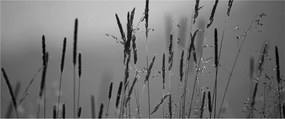 Kép - Fűszálak (120x50 cm)