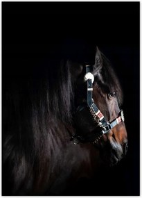 Poszterek 50x70 Ló ló fekete alapon