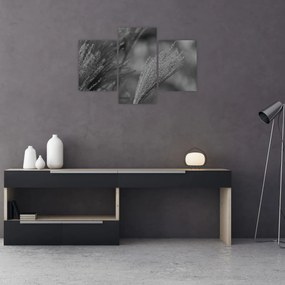 Kép - Szárított pampafű (90x60 cm)