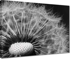 Vászonkép 40x30 Pitypang Virág Virágok