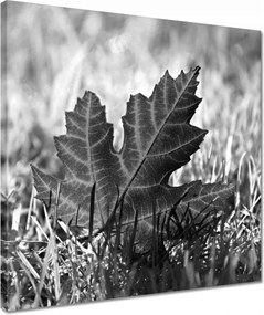 Vászonkép 40x40 Őszi levél a fűben